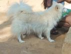 Pomeranian Female Dog