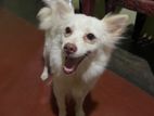 Pomeranian Female Dog