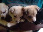 Pomaneriyan Puppies