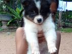Pomeranian Puppies