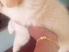 Pomaneriyan Puppies