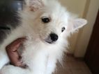 Pomaneriyan Dog