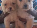 Pomeranian Puppies