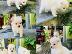 Pomeranian Puppies