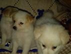 Pomeranian Puppy