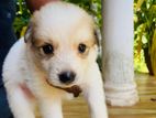Pomaneriyan Puppy