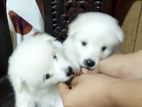 Pomeranian Puppies