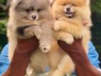 Pomeranian Puppies