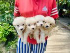 Pomaneriyan Puppy