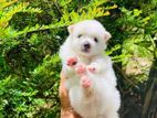 Pomeranian Puppy