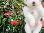 Pomaneriyan puppies