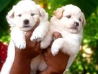 Pomanerian Puppies