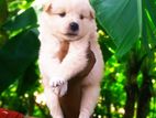 Pomeranian Puppy
