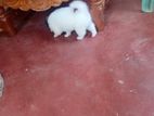 Pomeranian Puppy