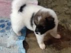 Pomeranian Puppies