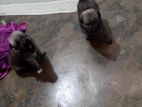 Pomaneriyan Puppies