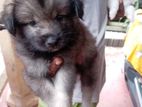 Pomeranian Puppies
