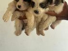 Pomaneriyan Puppies