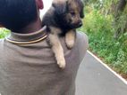 Pomeranian Puppy