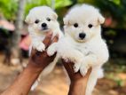 Pomaneriyan Puppies