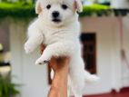 Pomaneriyan Puppy
