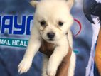 Pomaneriyan Puppies