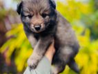 Pomaneriyan Puppies