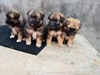 Pomeranian Puppies