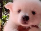 Pomaneriyan Japanese Spitz Puppies