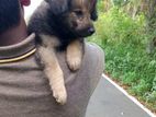 Pomeranian Puppies