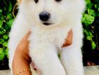 Pomeranian Puppies