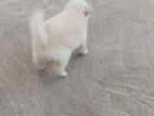 Pomaneriyan Puppy