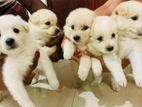 Pomaneriyan Puppies