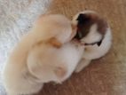 Pomeranian Puppies