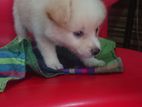 pomaneriyan puppies