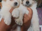 Pomeranian Puppies