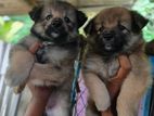 Pomeranian Puppies