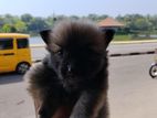Pomaneriyan Puppies
