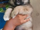 Pomeranian Puppies
