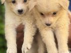 Pomaneriyan Puppies