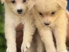 Pomaneriyan Puppies