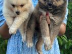 Pomaneriyan Puppies