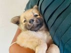 Pomeranian Puppies