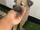 Pomeranian Puppy