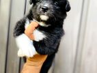 Pomaneriyan Puppies