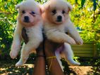 Pomaneriyan Puppies