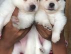 Pomeranian Puppies
