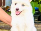 Pomeranian Puppy