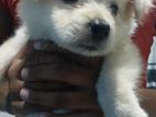 Pomaranian Puppies