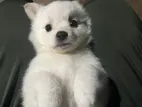 Pomaneriyan Puppy